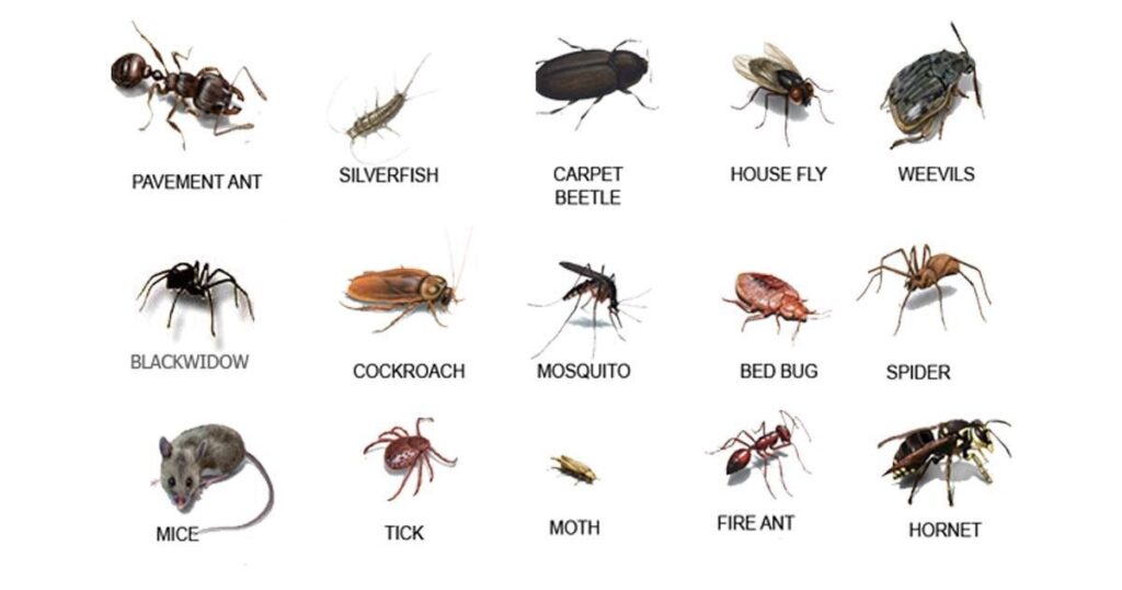 common pests in Temecula and Murrieta California 